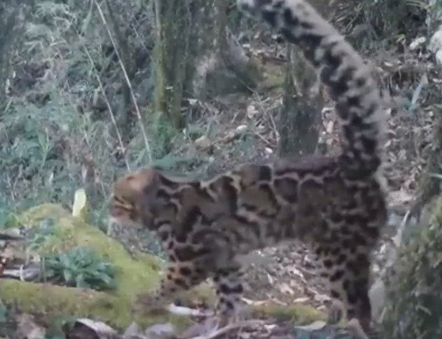 可可爱爱!#云南保山拍到珍稀野生动物云猫